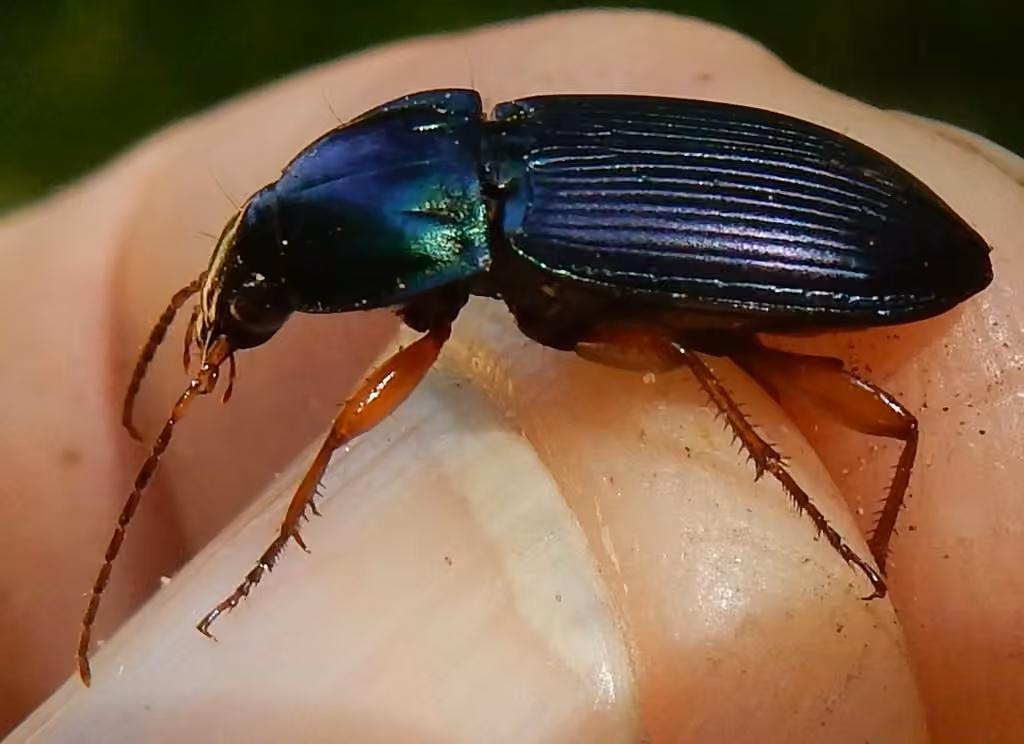 Woodland Ground Beetle, Female