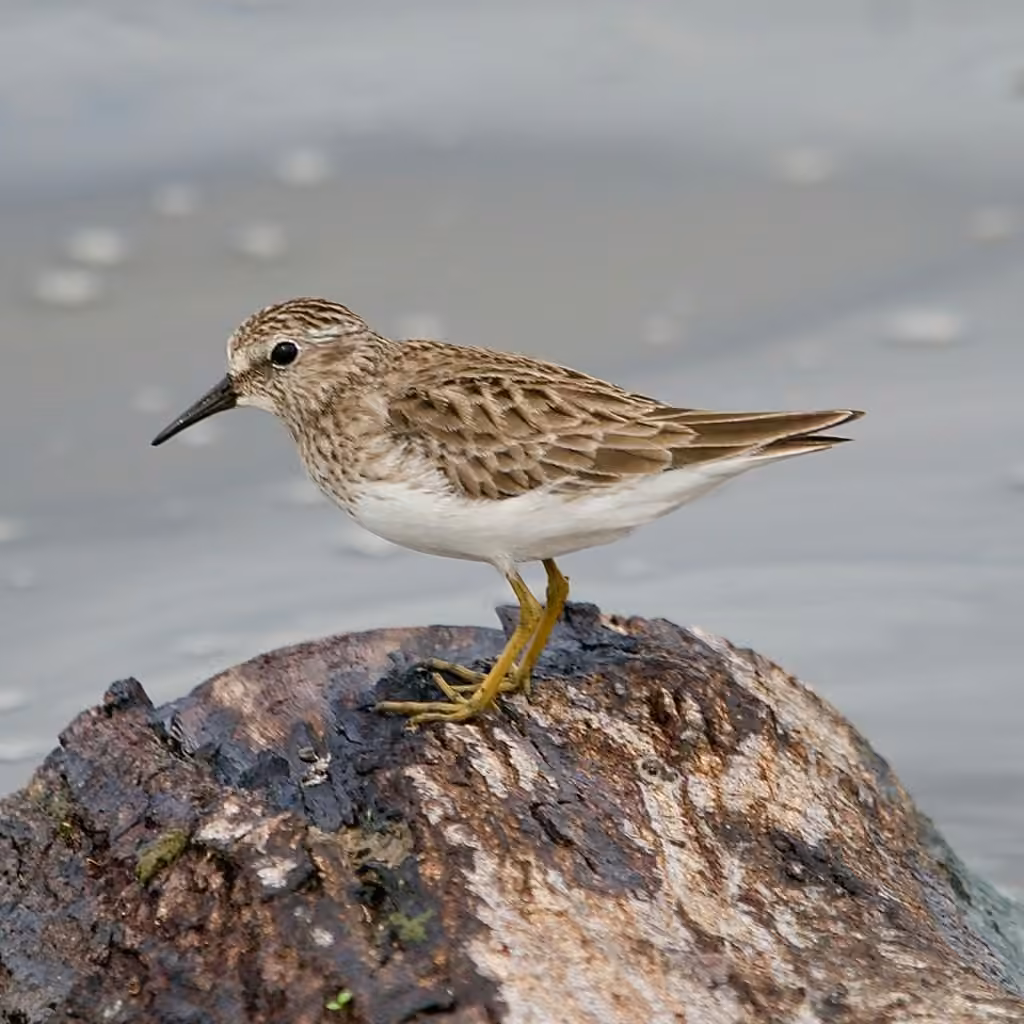 Least Sandpiper, photo 3 of 5