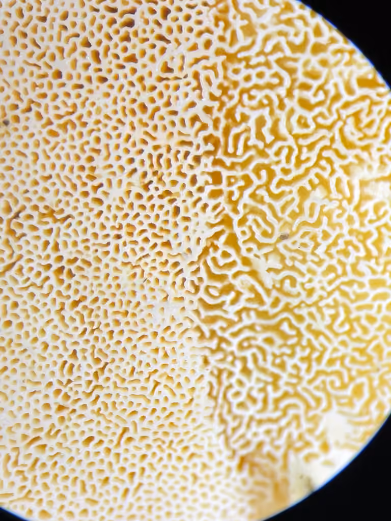Polypore cotonneux, photo 2 sur 5