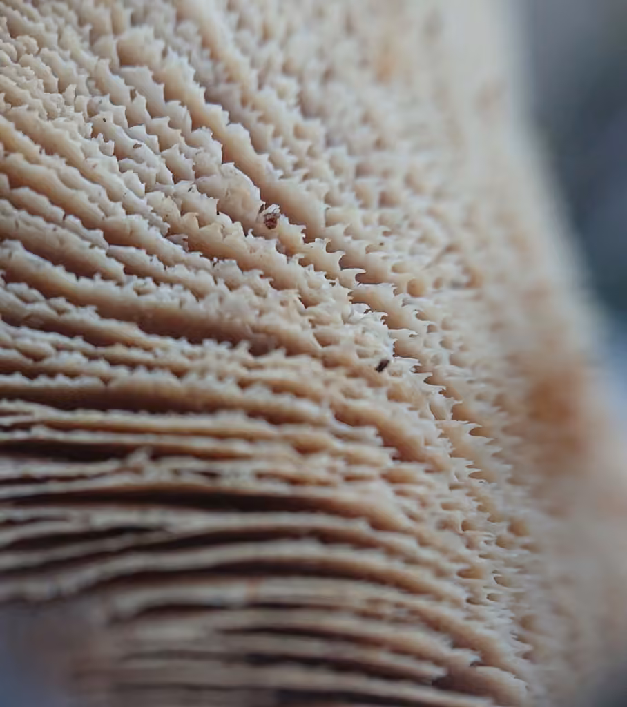 Lentin couleur d'ours, photo 2 sur 5