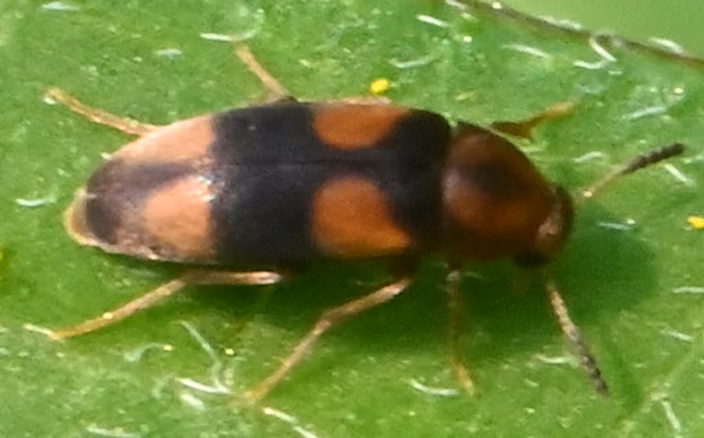 Three-banded False Flower Beetle, photo 3 of 5