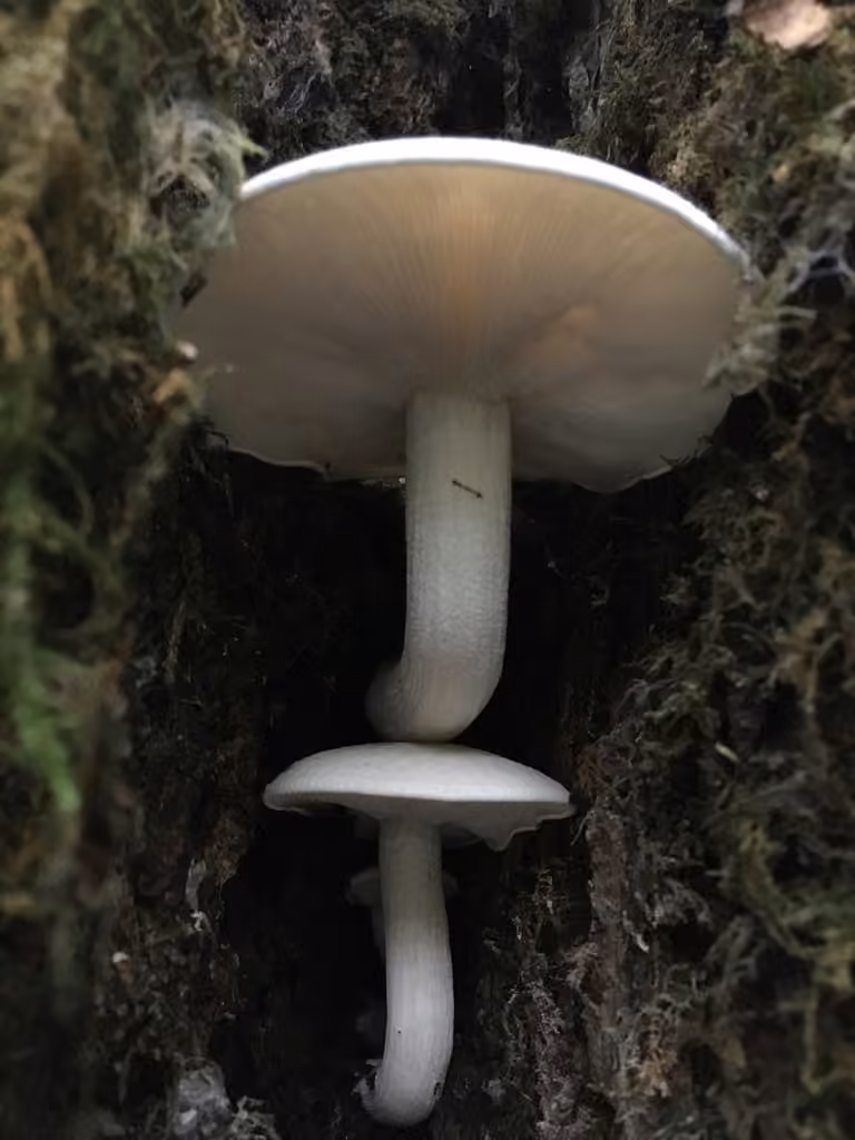 Mealy Oyster, photo 2 of 5