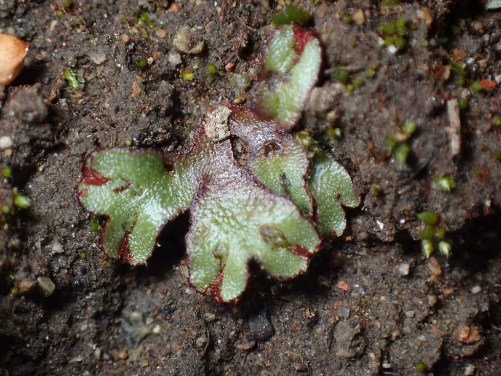 Thin Macewort, photo 3 of 5
