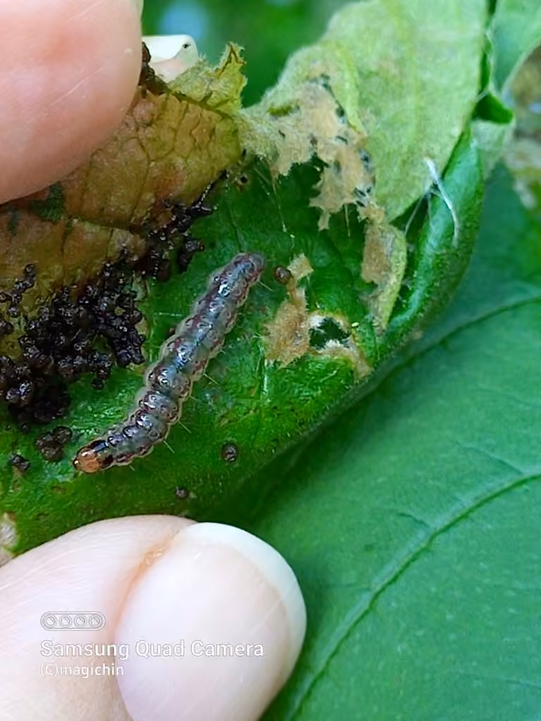 Eggplant Webworm Moth, Chenille