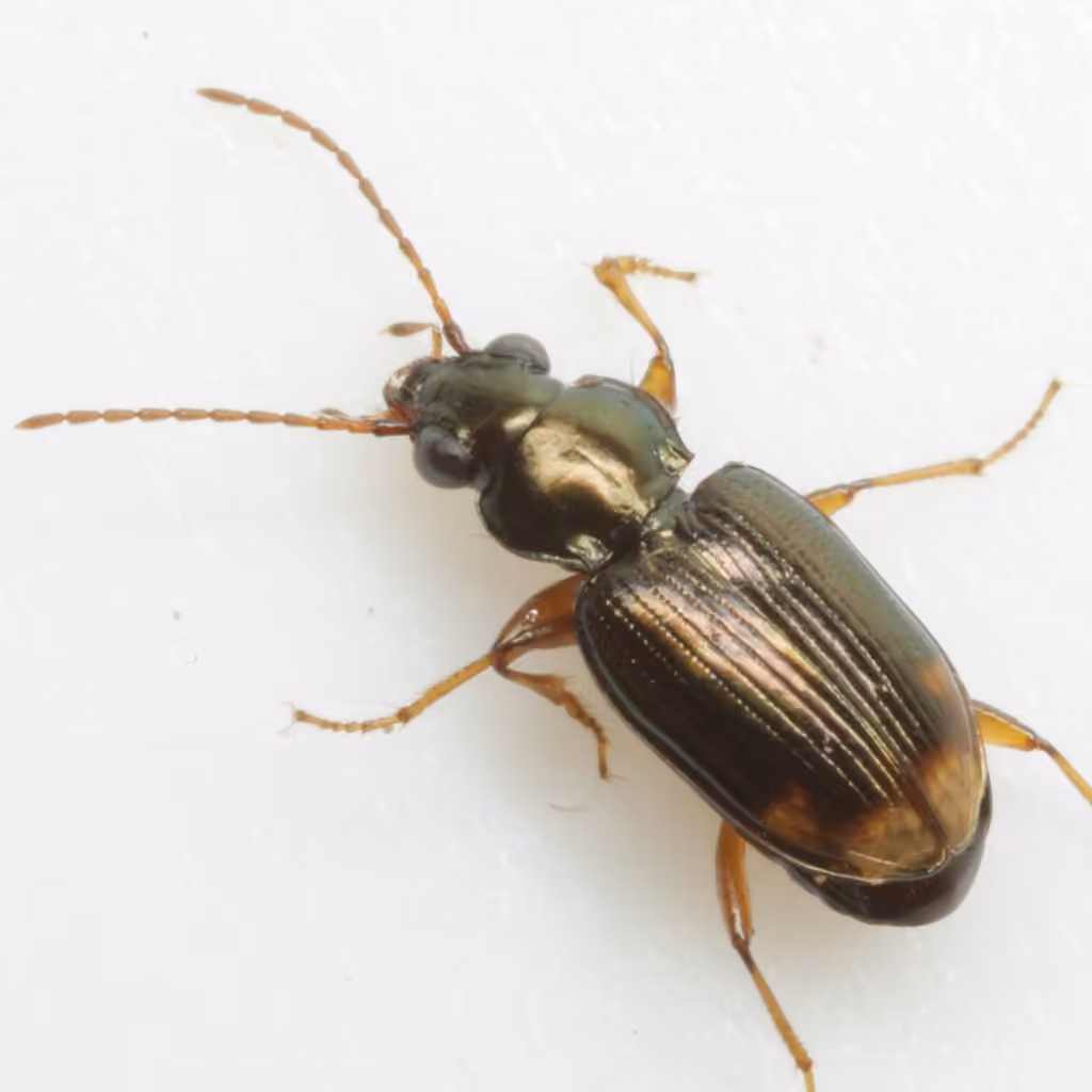 Rapid riverbank ground beetle, photo 2 of 5
