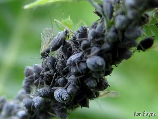Tufted Vetch Aphid, photo 1 sur 5