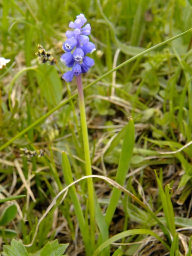 Common grape hyacinth, photo 1 of 5