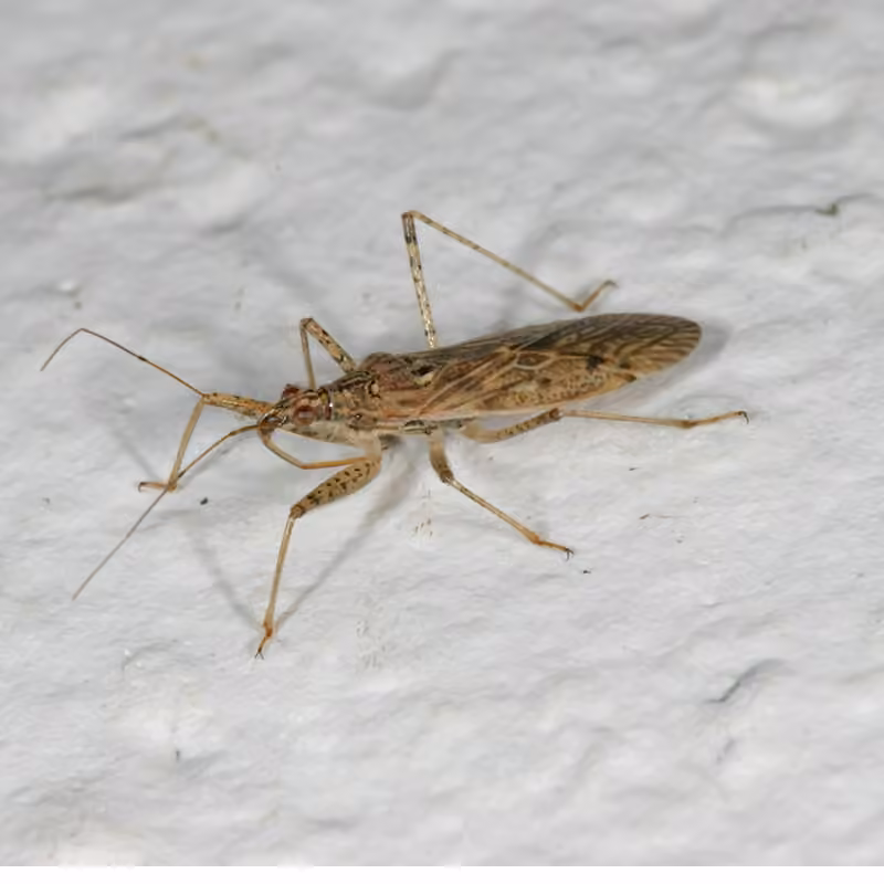 Punaise-demoiselle brune