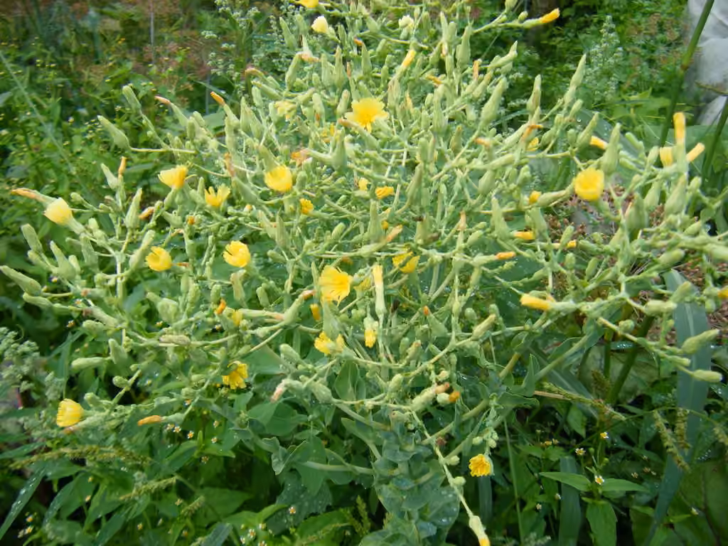 Laitue cultivée, En fleurs