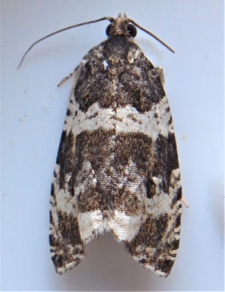 Banded Olethreutes Moth, Adult