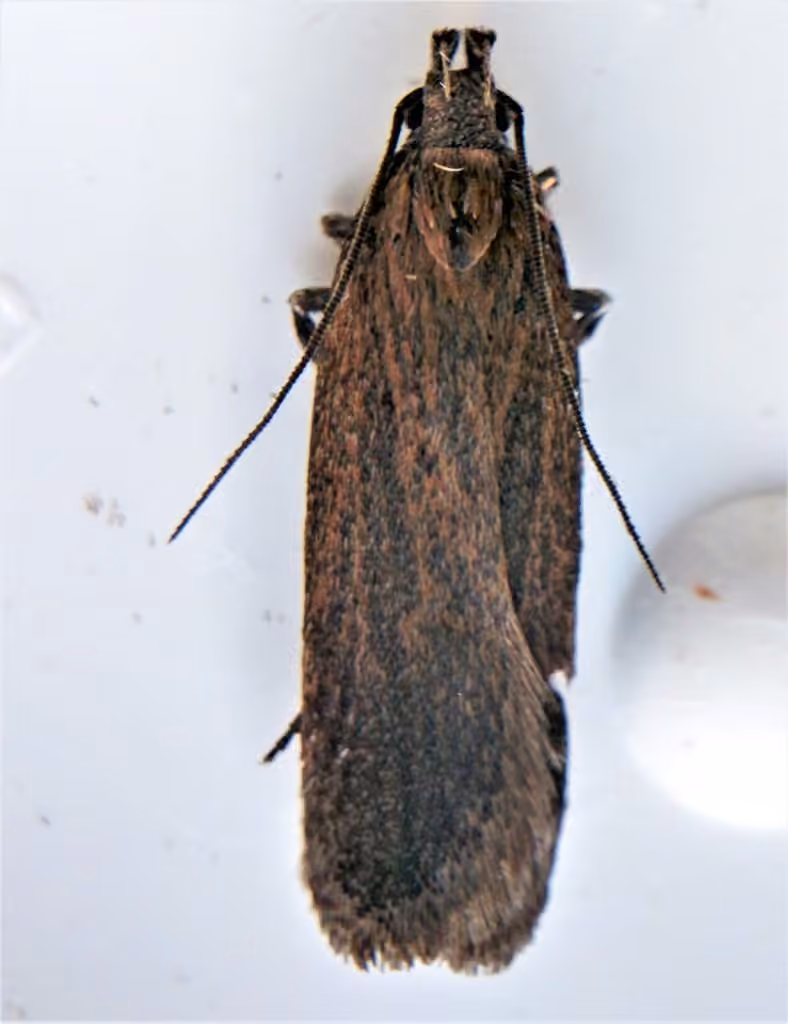 Chionodes praeclarella
