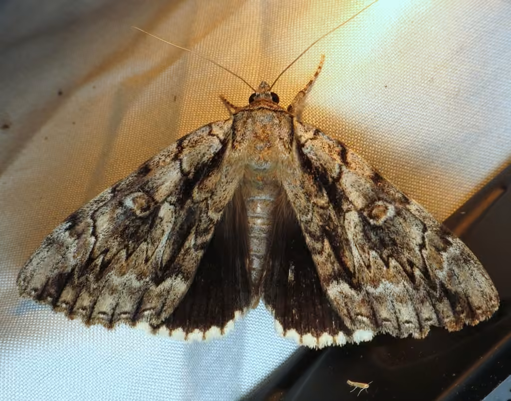 Yellow-Gray Underwing, photo 3 sur 5
