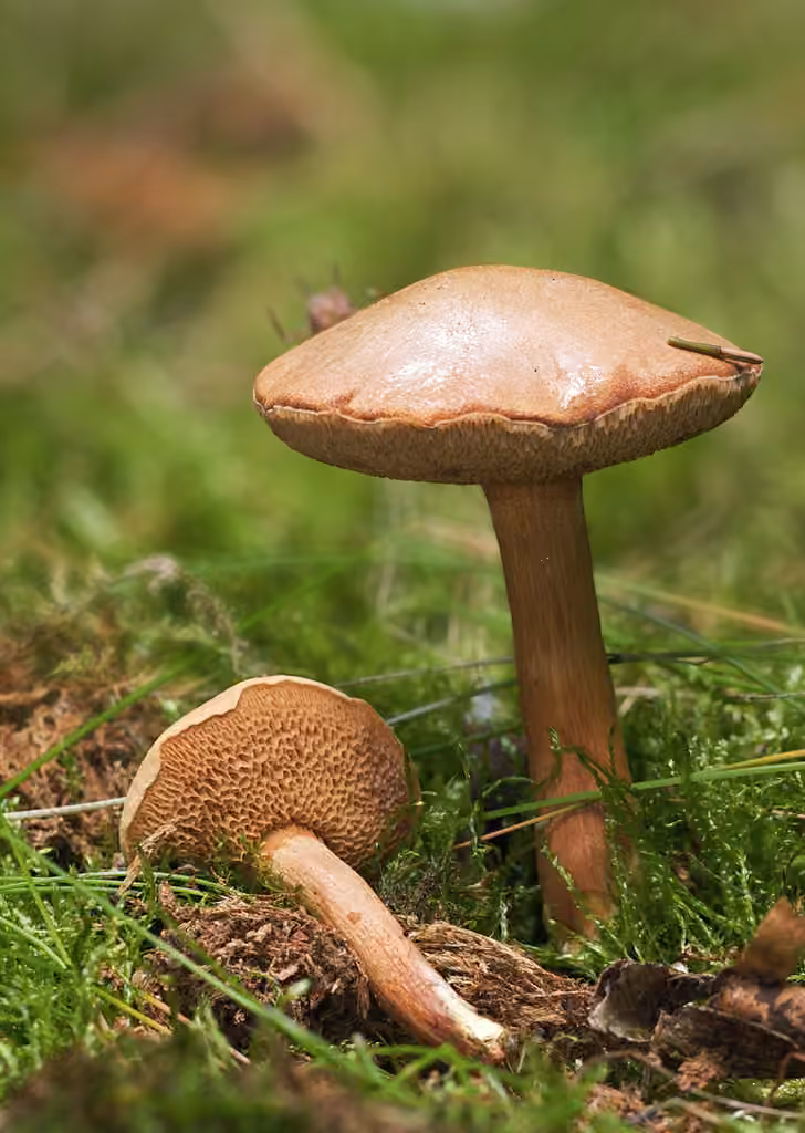Bolet poivré, photo 1 sur 5