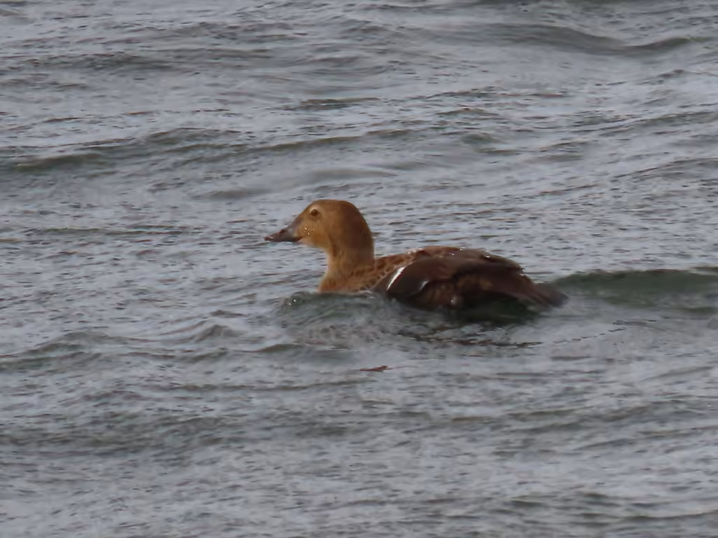 Eider à tête grise, Femelle