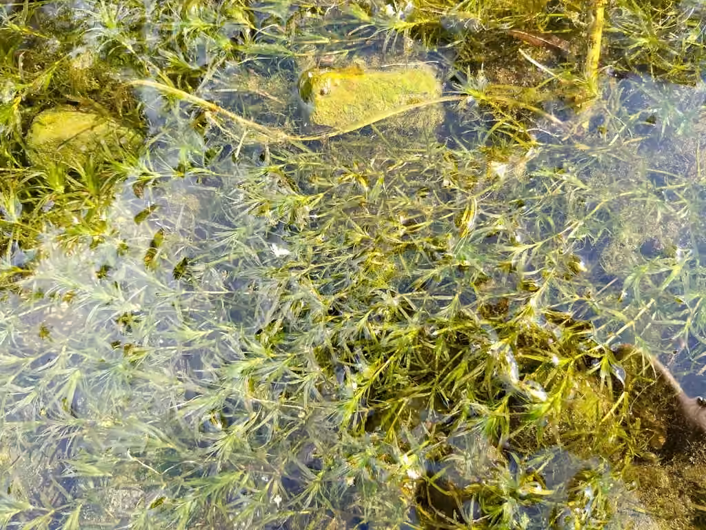 Southern naiad, photo 1 of 5