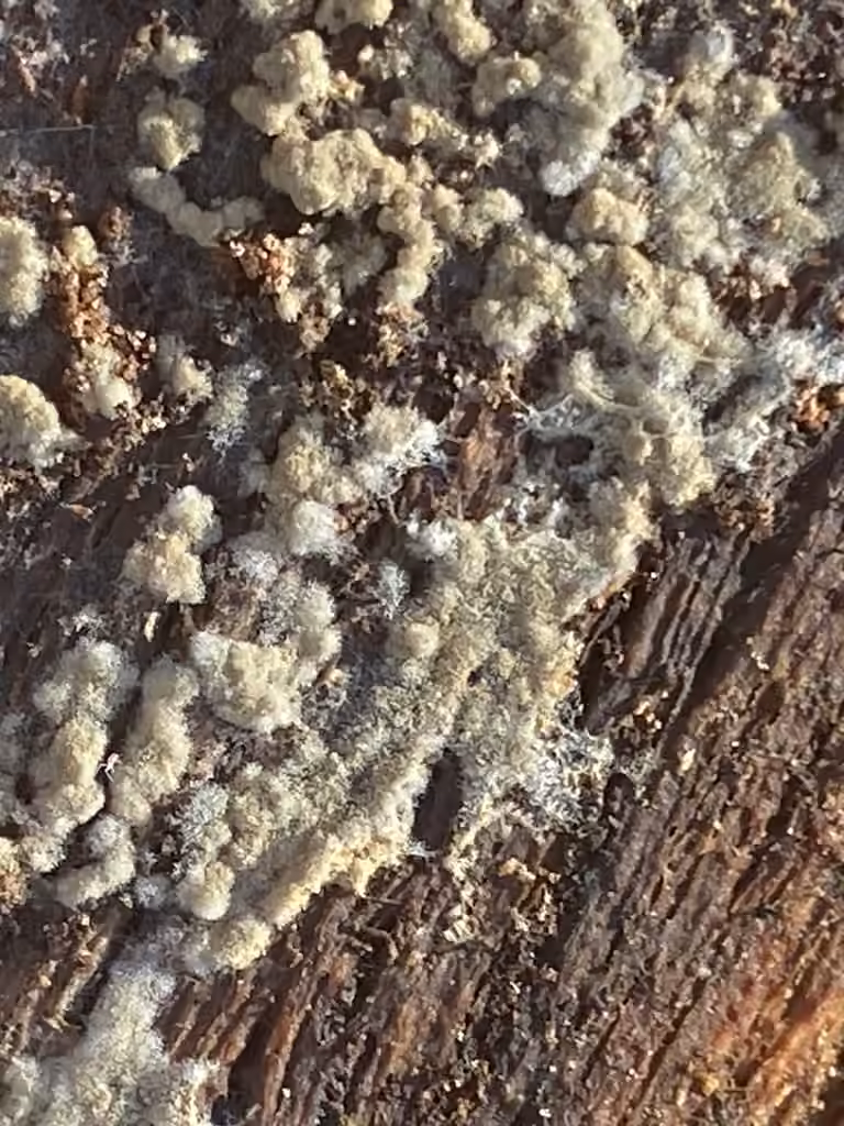 Botryobasidium conspersum, photo 3 of 5