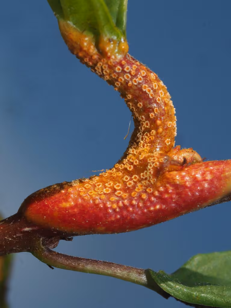 Crown Rust, photo 3 of 5