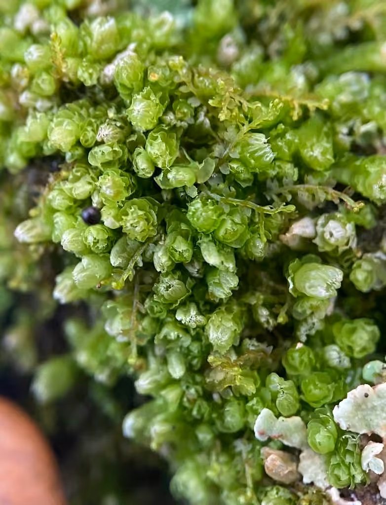 Lesser Notchwort, photo 1 of 5