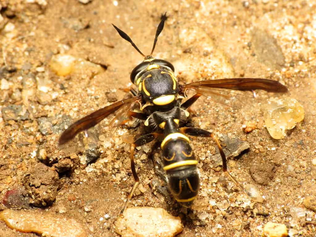 Williston's Wasp Fly, Adult male