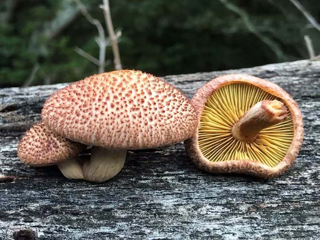 Yellow-gilled Gymnopilus, photo 1 of 5