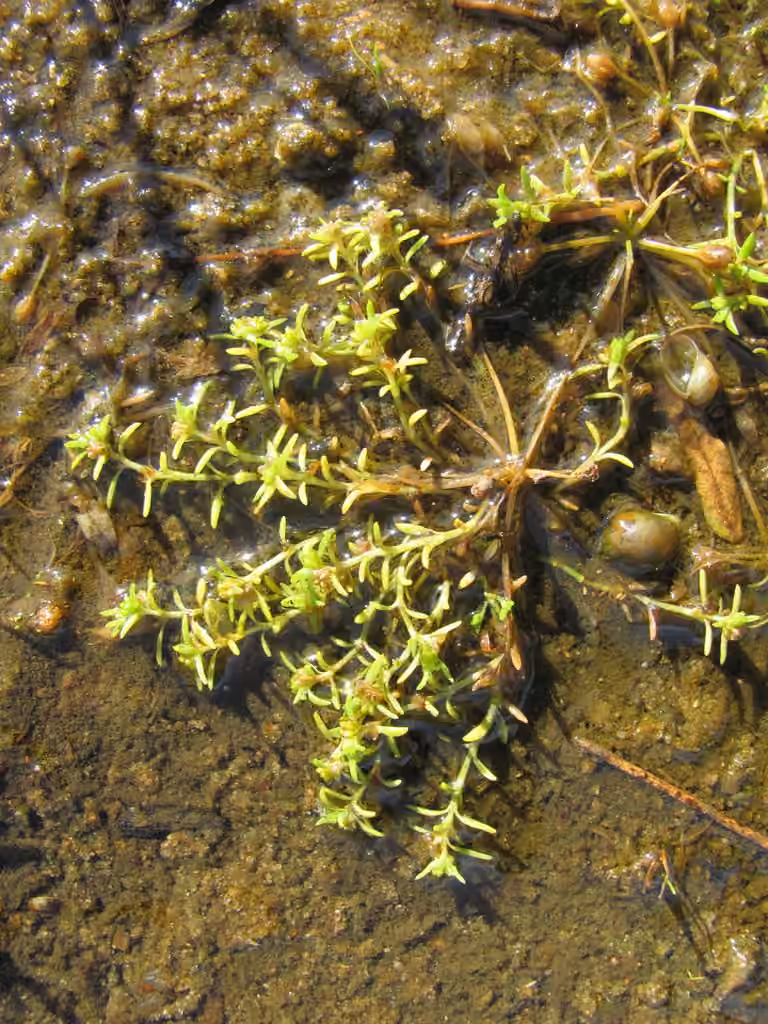 Water pygmyweed, photo 1 of 5