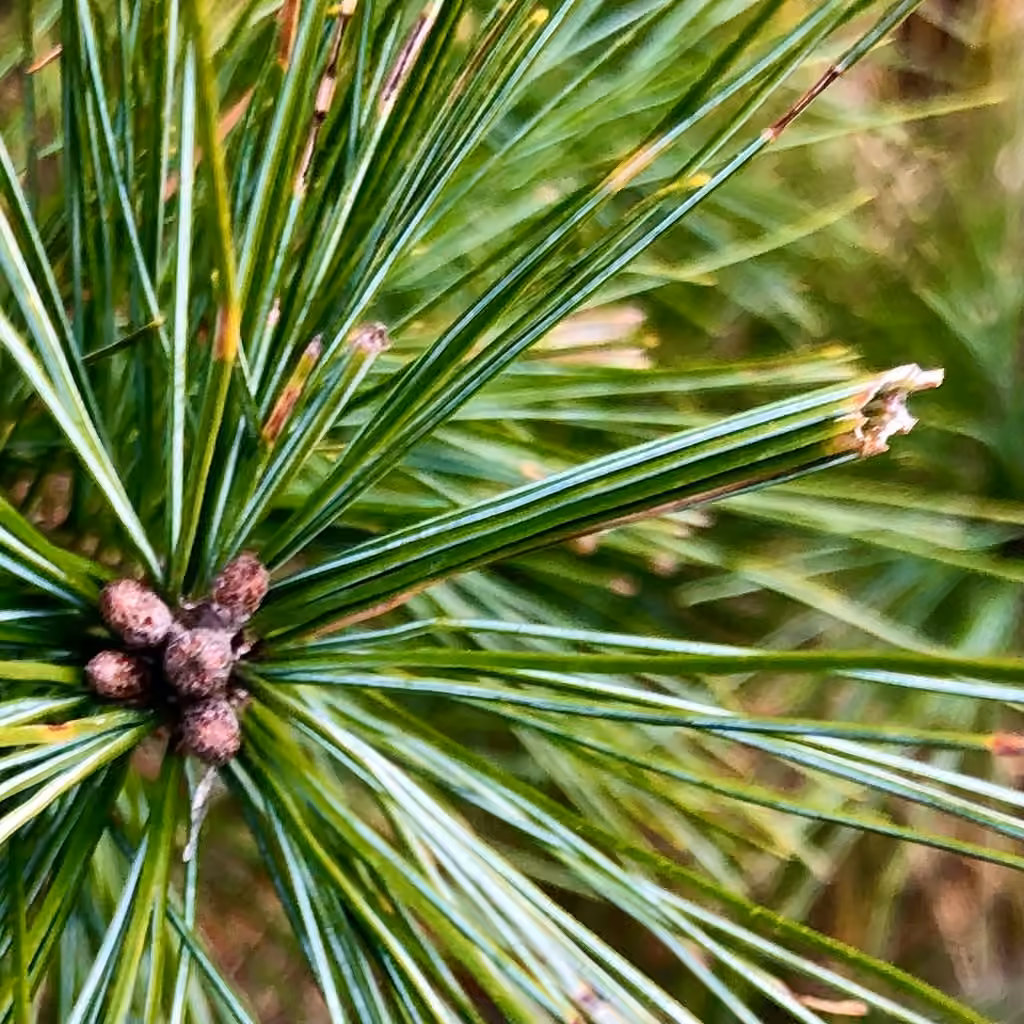 Pine Tube Moth, photo 3 of 5