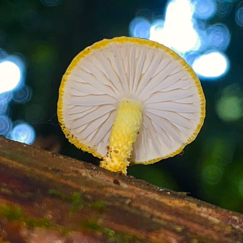 Golden-scruffy Collybia, photo 2 sur 5