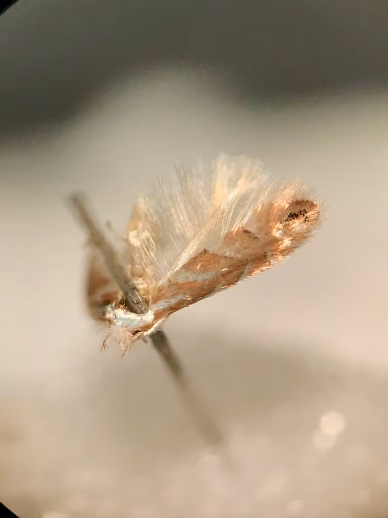 Golden Elm Leafminer, Pupa