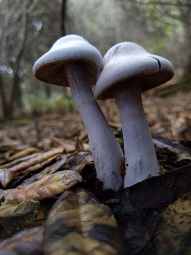 Cortinaire blanc-violet, photo 1 sur 5
