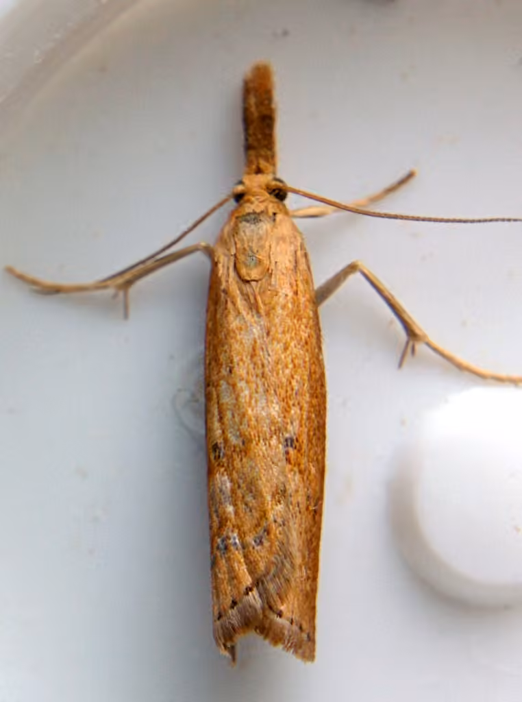 Mottled Grass-veneer, Adult