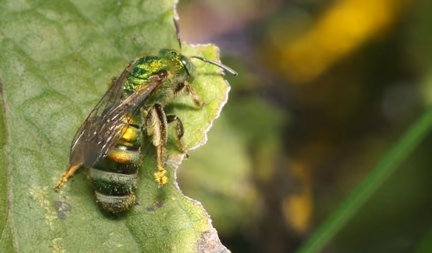 Silky Striped Sweat Bee, Female