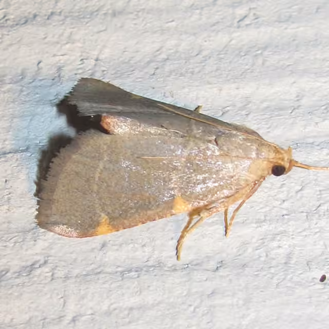 Pink-fringed Dolichomia Moth, photo 2 of 5