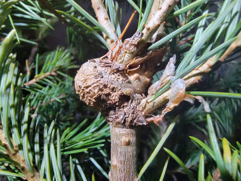 Puceron lanigère du sapin