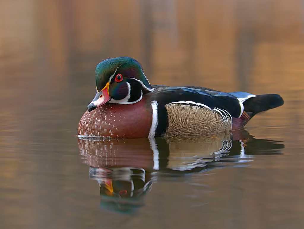 Canard branchu, Mâle adulte