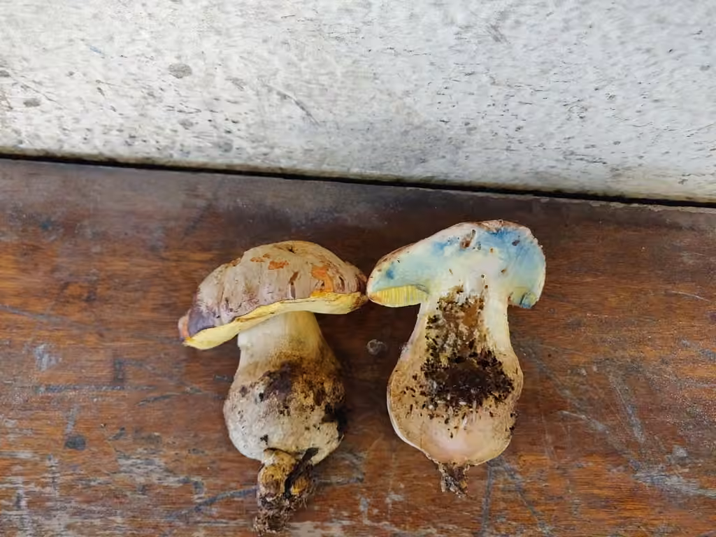 Pale Bolete, photo 2 of 5