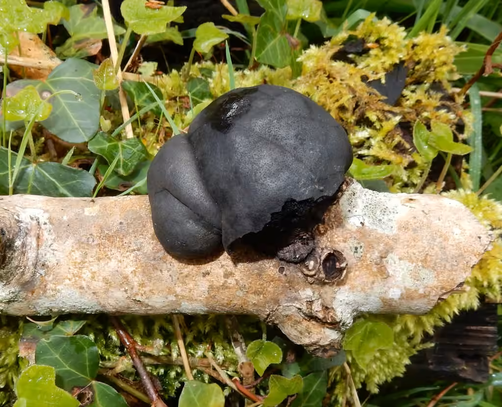 Daldinie concentrique
