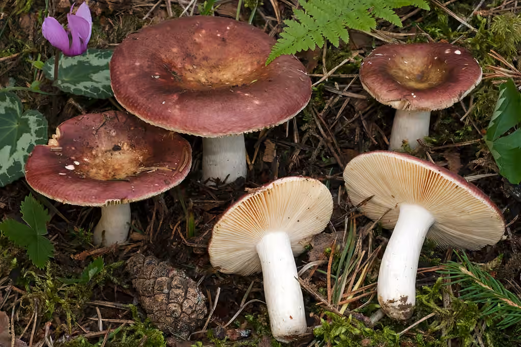 Russule des épicéas, photo 1 sur 5