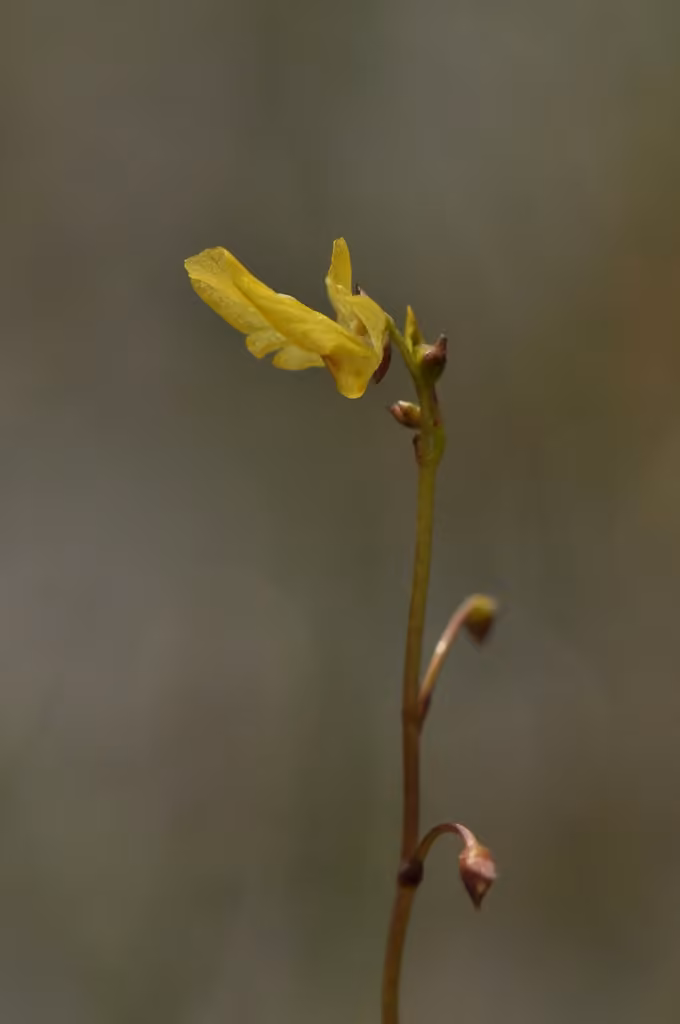 Utriculaire mineure, En fleurs