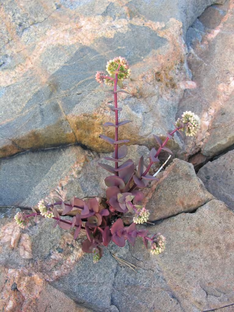 Great Stonecrop, photo 3 of 5