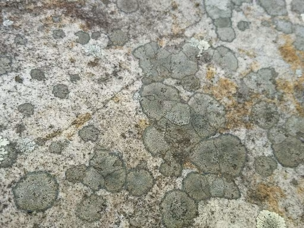Rimmed lichen, photo 3 sur 5