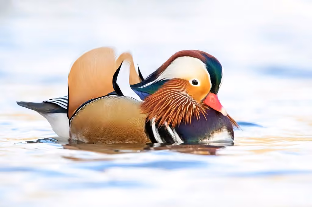Mandarin Duck, photo 1 of 5