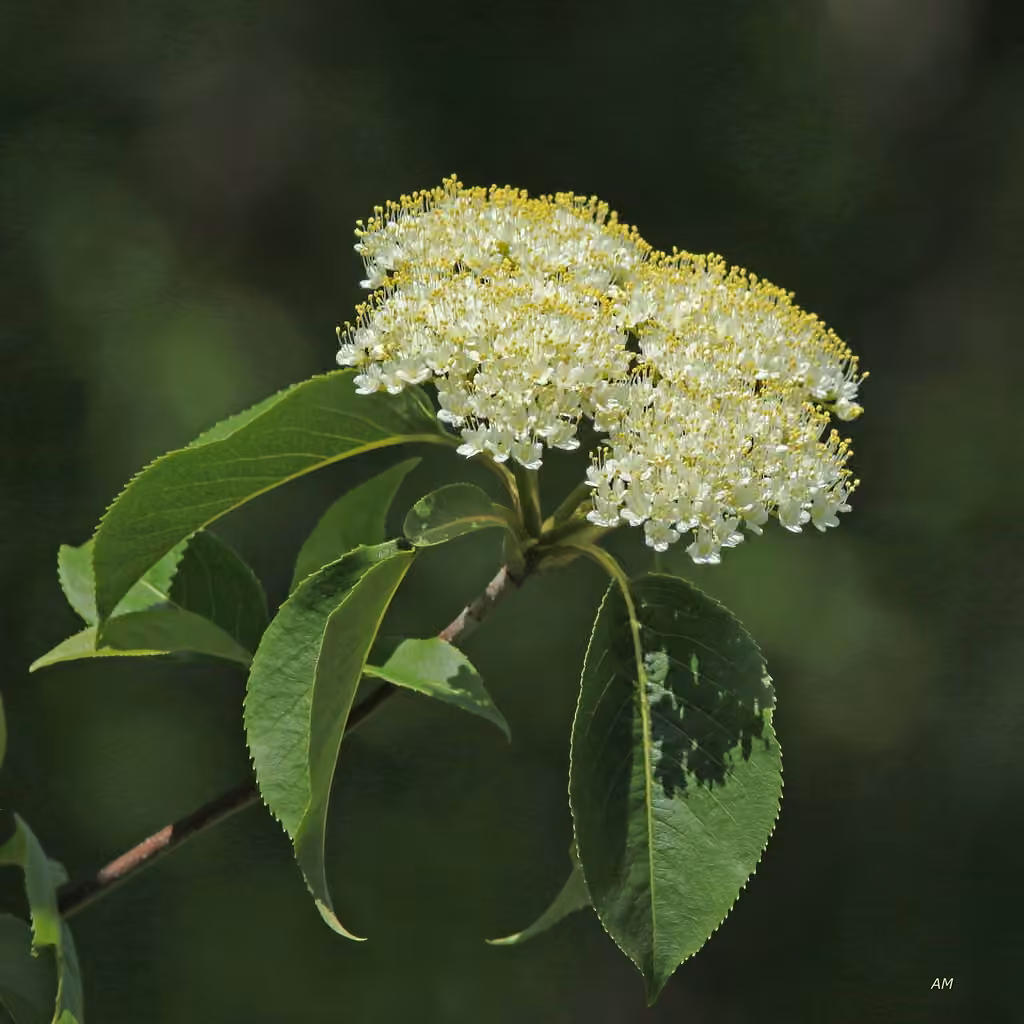 Nannyberry