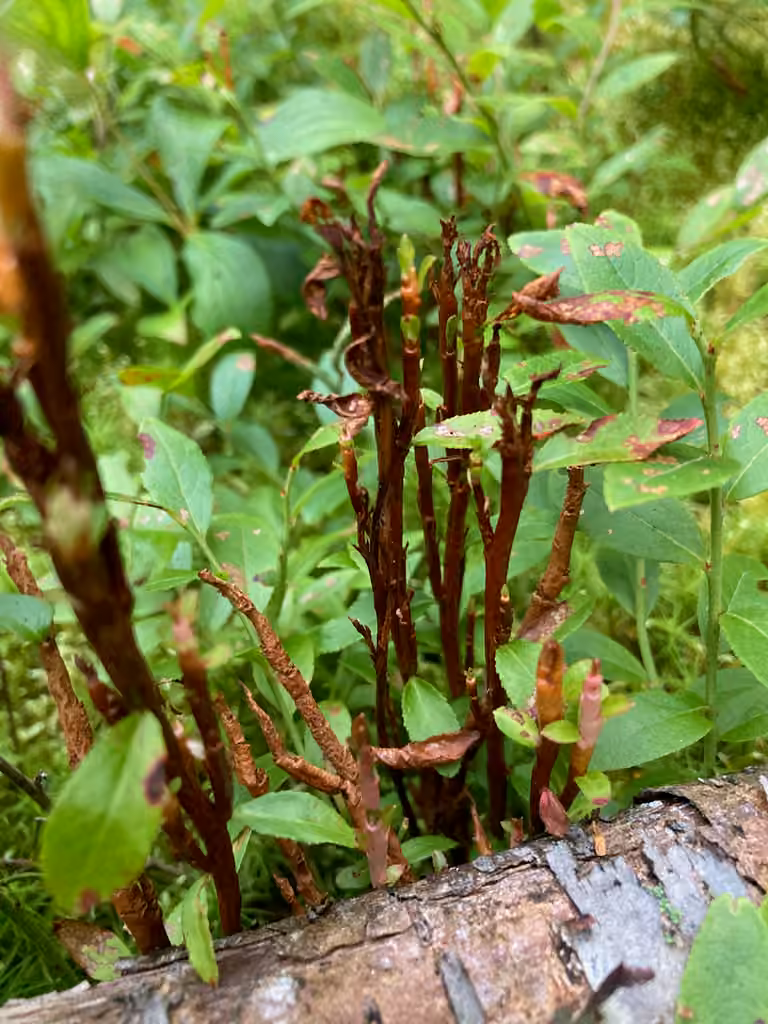 Huckleberry Broom Rust Fungus