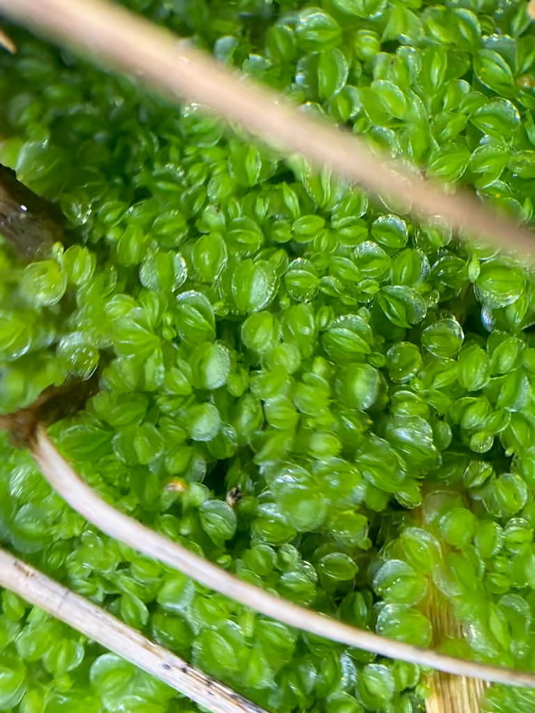 Jongermanne gracile
