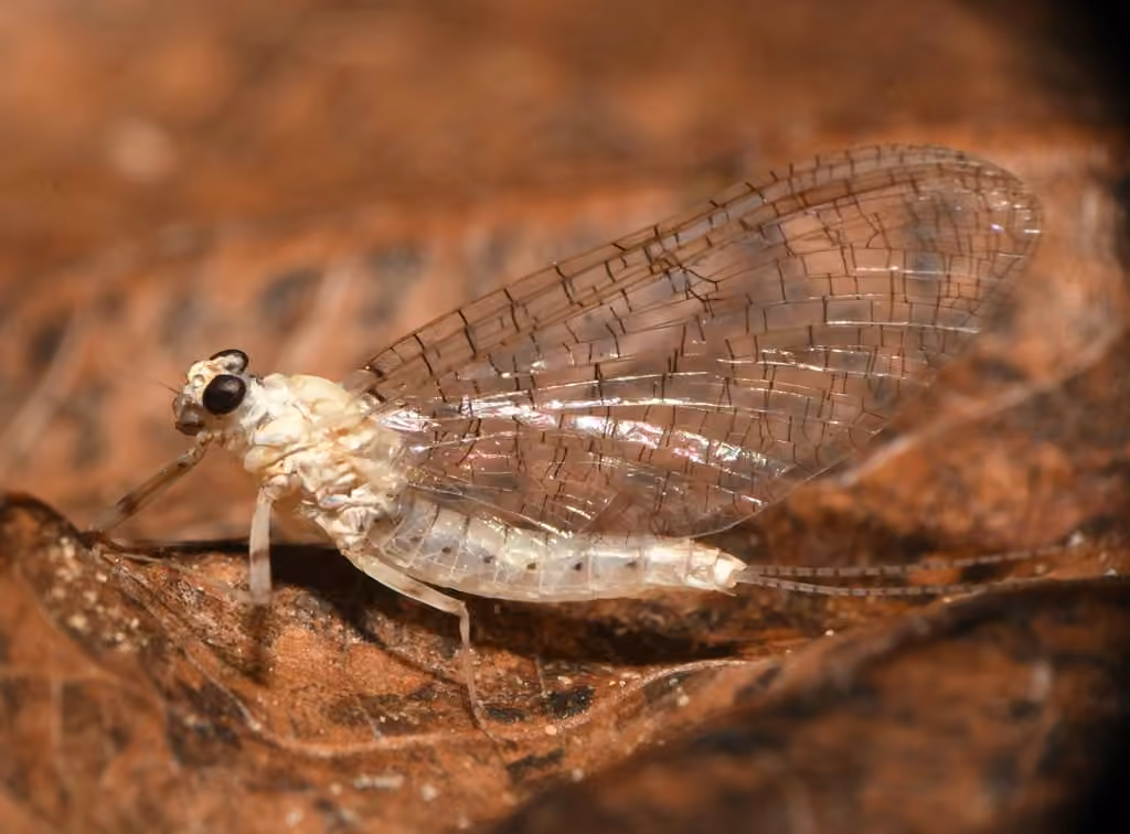 Spotted flat-headed mayfly, photo 2 of 5