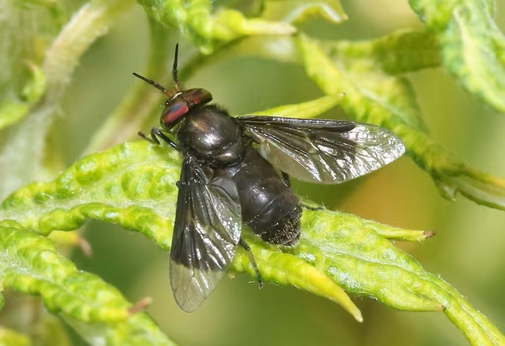 Charcoal Deer Fly, Male