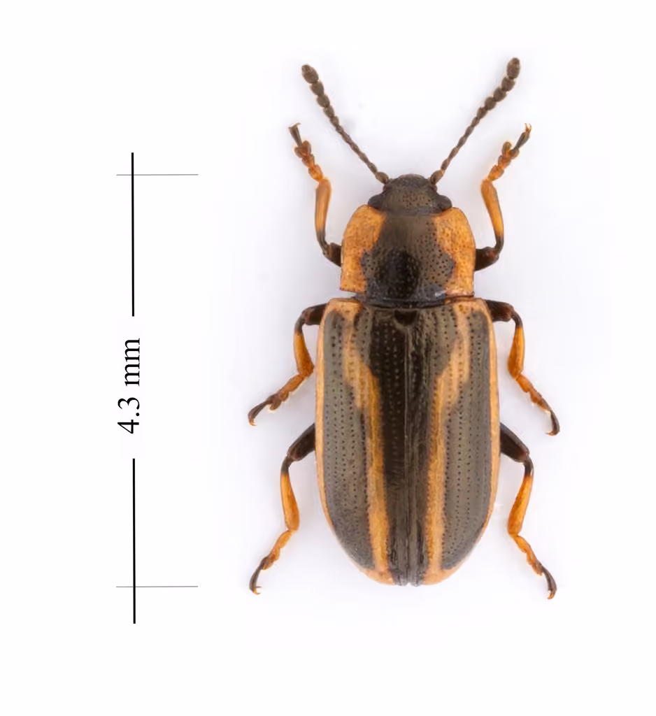 Banded Leaf Beetle, Adult