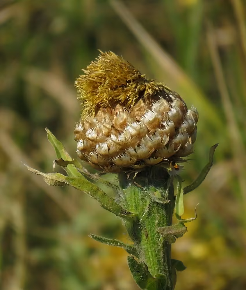 Bighead knapweed, In fruit