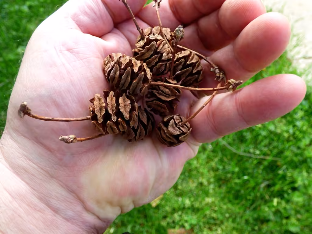 Dawn redwood, photo 3 of 5