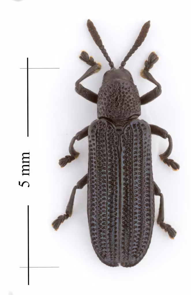 Black tortoise beetle, Adult